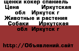 щенки кокер спаниель › Цена ­ 5 000 - Иркутская обл., Иркутск г. Животные и растения » Собаки   . Иркутская обл.,Иркутск г.